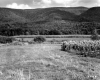 Corn Fields and Forest