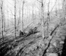 Collecting Sap in a Maple Forest