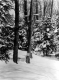 Tapped Maple Trees
