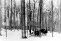Collection of Sap
