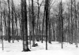Tapped Maple Trees