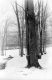 Sap Buckets on Maple Trees