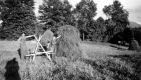 Hay Piles