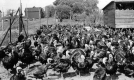 Turkey Farm