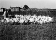 White Turkeys