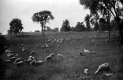 Sheep in Pasture
