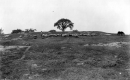 Boy and Sheep in Pasture