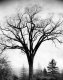 Elm Tree Off McCall Street