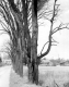 Trees Along Road