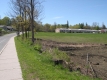 Where There Were Once Trees Along the Road