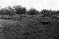 Trees in Orchard