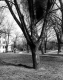Trees in Lawn