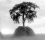 Hay and Elm Tree