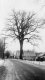 Elm Tree on Rural Road