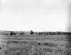 Cows in Pasture