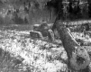 Tractor Pulling a Log