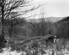Timber Transportation