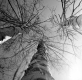 Birch Trees