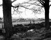 Sugar Maple and Open Fields