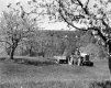 Tractor in Orchard