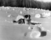St. Bernard in Snow