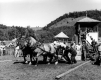 Horse Pull at World's Fair
