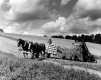 Horses in Hay Harvest