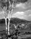 Town and Farm Fields