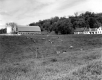 Cows Near Farm