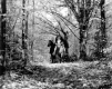 Horse Riding in Autumn