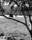 Runner Near Harveys (Harvey's) Lake