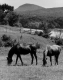 Horses in Pasture