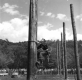 Tree Climbing Competiton 