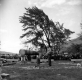 Tree Felling Competition
