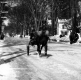 Horse Racing in Winter