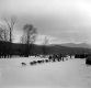 Dogsled Race