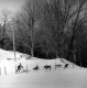 Dogsled Team on Race Course