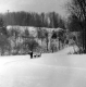 Dogsled Team in Race
