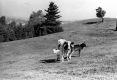 Cows in Pasture