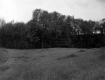 Grassy Field