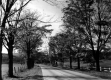 Rural Road Lined With Trees