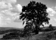 Tree in Open Field