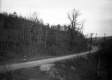 Forest Along Rural Road