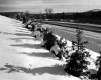 Evergreen Trees Along Route 103