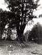 The State Seal Tree