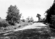 Rural Road with Elm