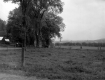 Horse pasture