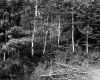 Birch and Maple Forest