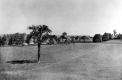 Elm Tree Near Breeding Barn