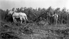 Corn Harvest
